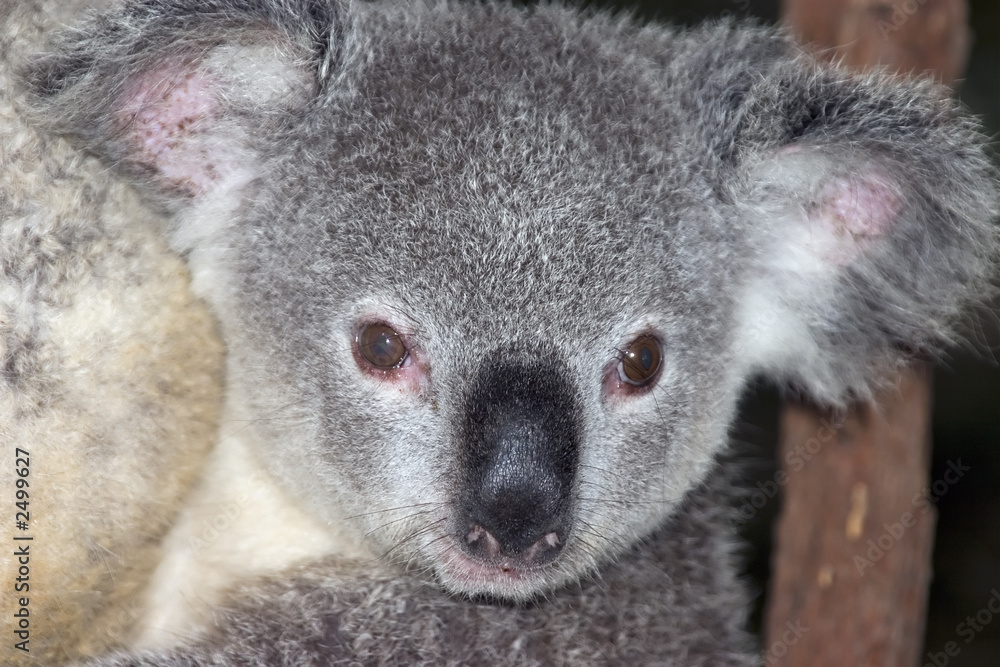 Naklejka premium koalayng