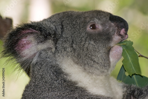 koalaeat
