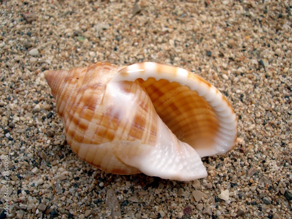 coquillage coquillage