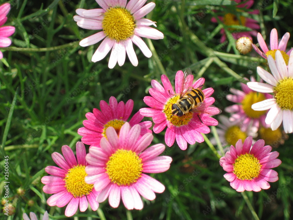 marguerite