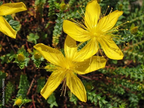 fleurs jaune photo