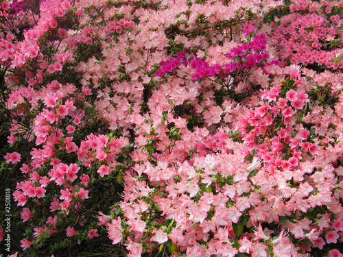 pink azaleas