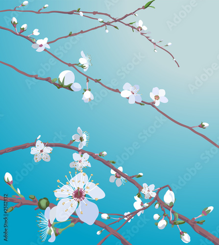 beautiful blossom flowers