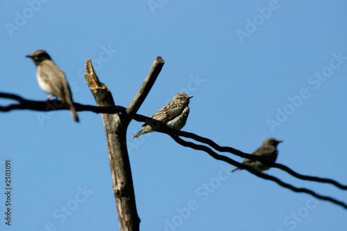 Photography birds on a wire