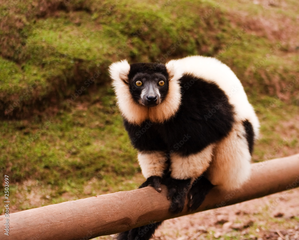 Fototapeta premium black and white ruffed lemur