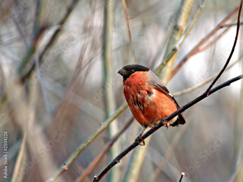 wet tailless the bullfinch. photo