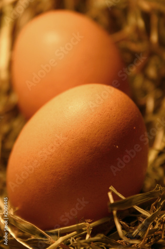 eier im nest photo