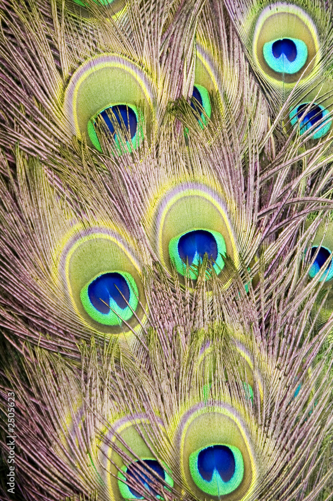 Fototapeta premium peacock fan