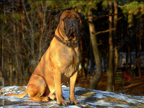 Принти на полотні bull mastiff