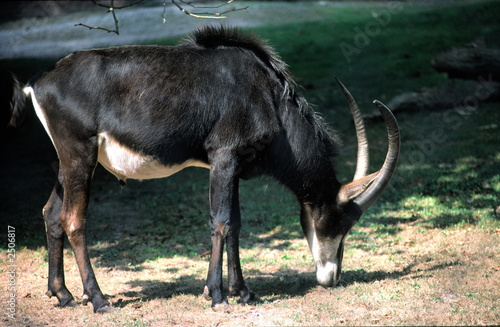sable antelope