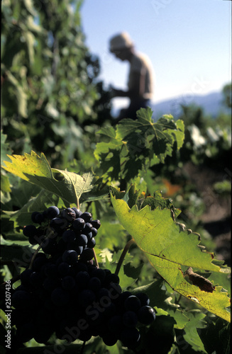 vendemmia