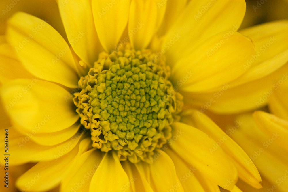 yellow flower yellow flower