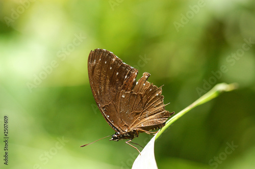 nature butterfly
