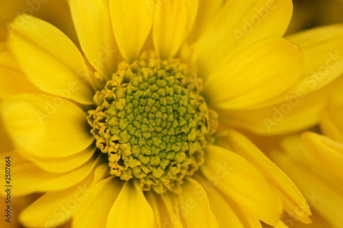 yellow flower