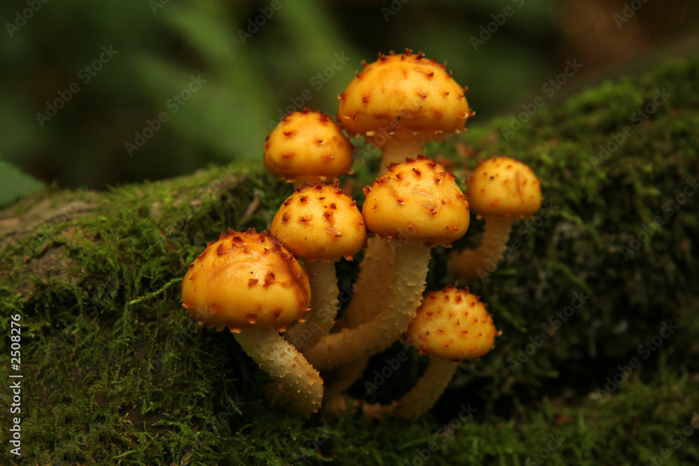 mushrooms mushrooms