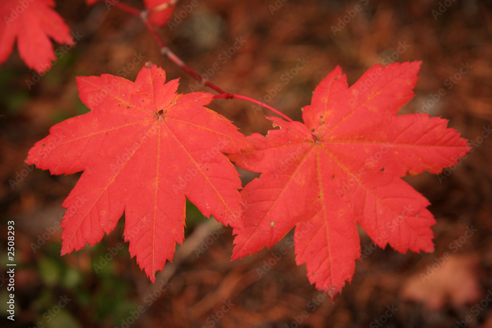 fall colors fall colors