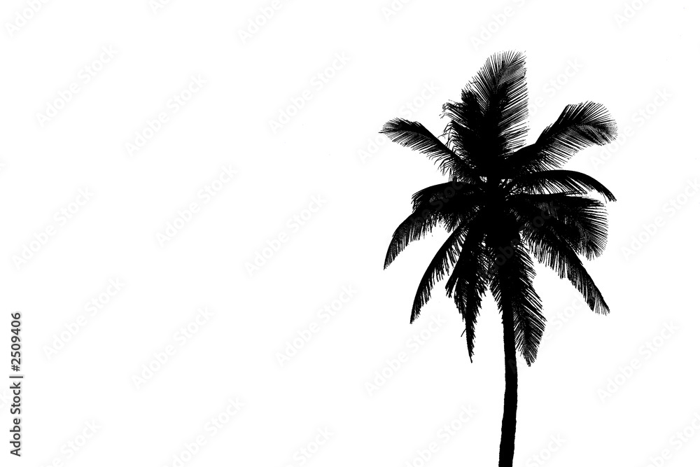 Obraz premium palm trees
