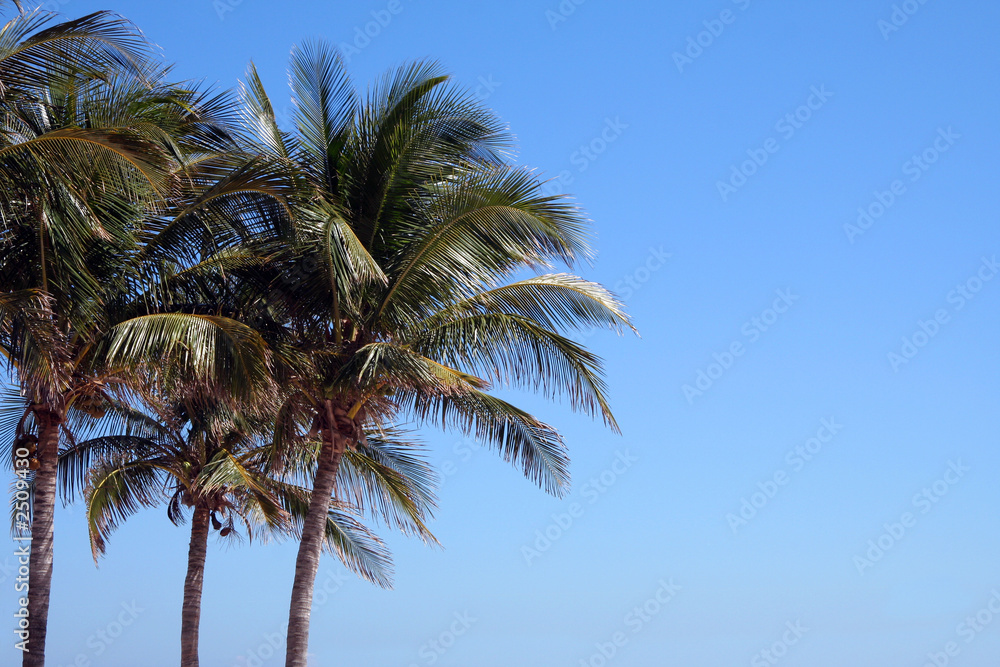 palm trees palm trees