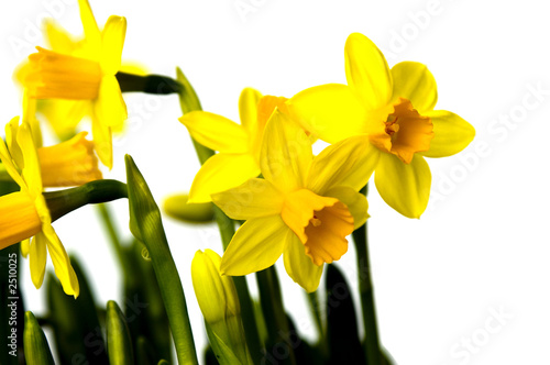 easter flowers lily daffodil