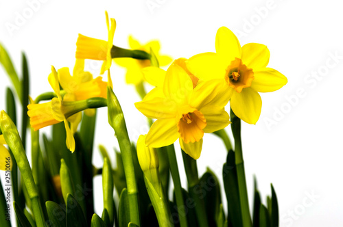 easter flowers lily daffodil