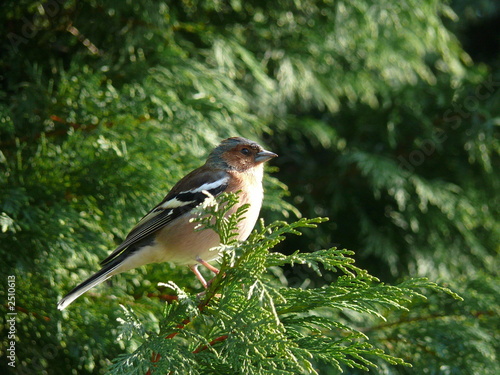 chaffinch in a conifer