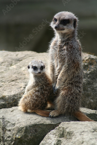 meerkat and kit (suricata suricatta)