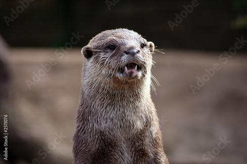 asian short-clawed otter (aonyx cinerea)