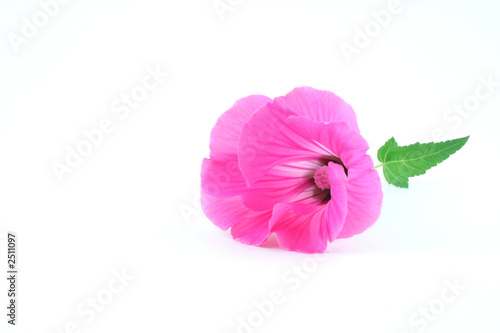 pink flower (lavatera trimestris) and single green leaf, isolate