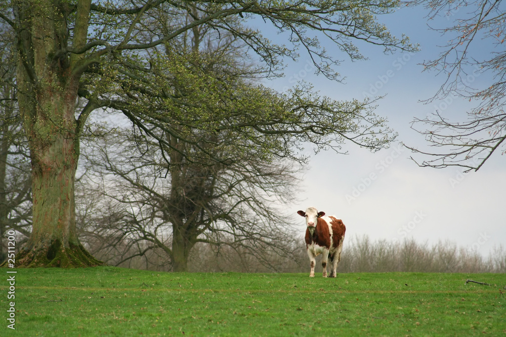 a brown and white cow in a field with trees