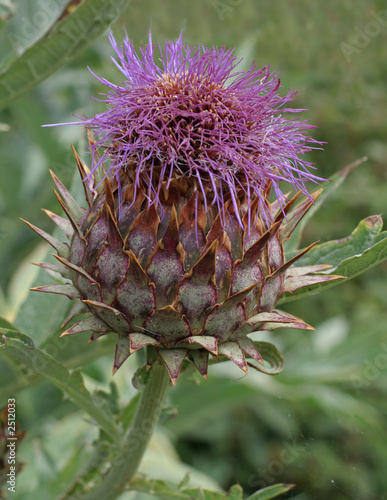 flower of the globe artichoke (cynara scolymus)