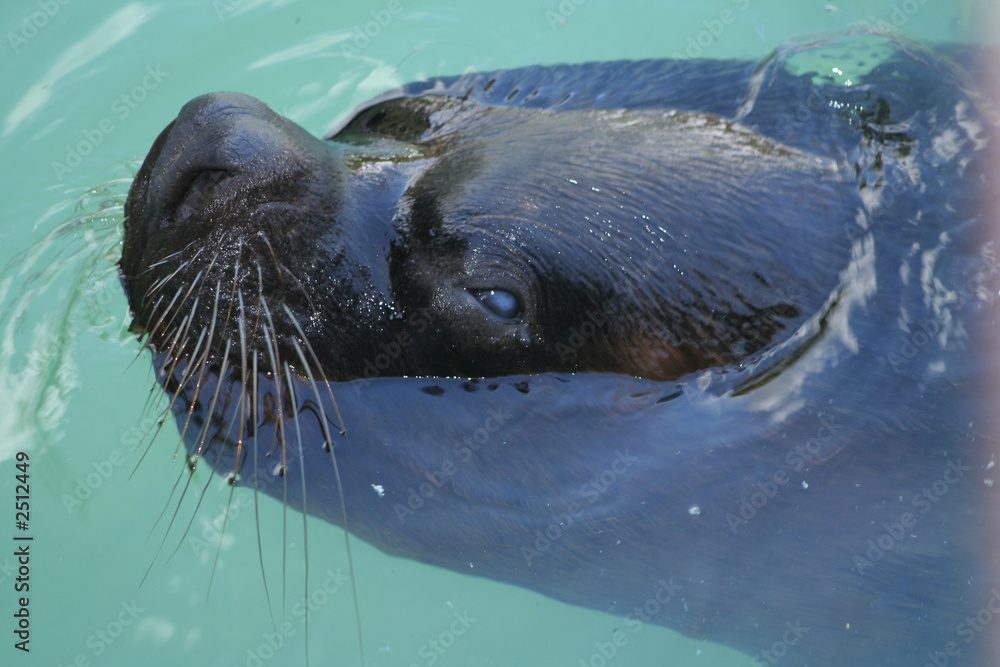 Obraz premium otaria