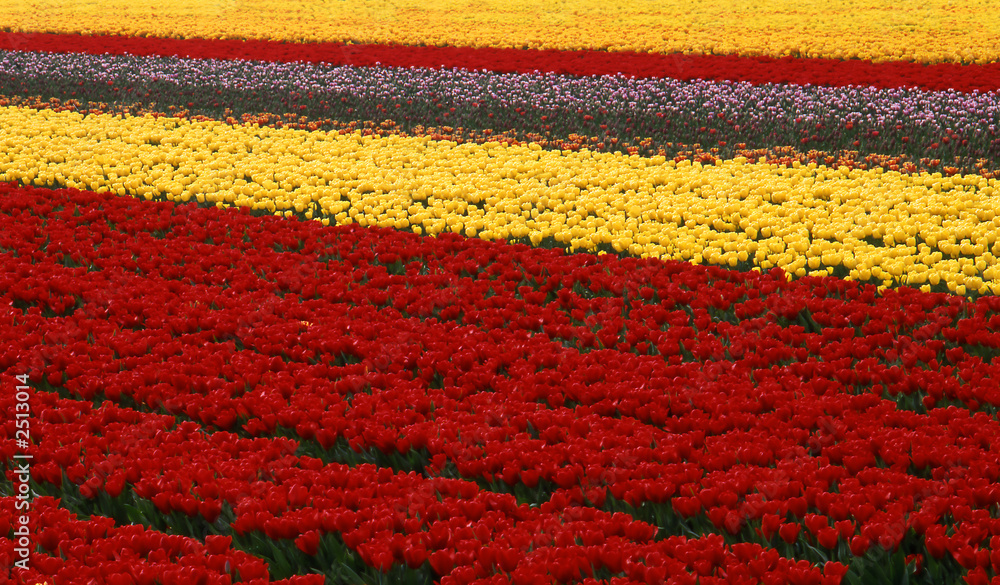 field with various colored tulips