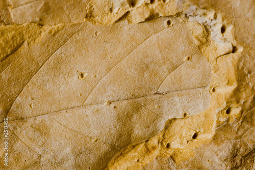 fossil leaf