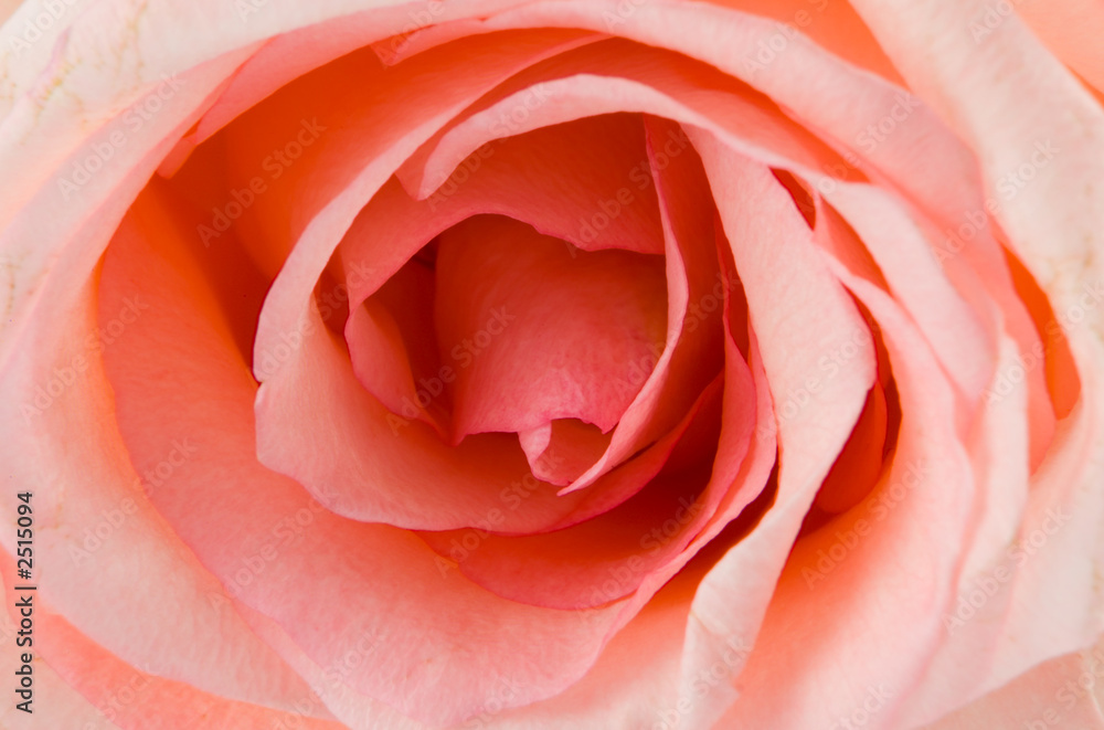 pink rose