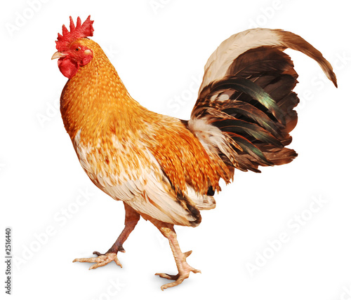 Canvastavla healthy rooster
