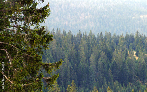 forest landscape photo