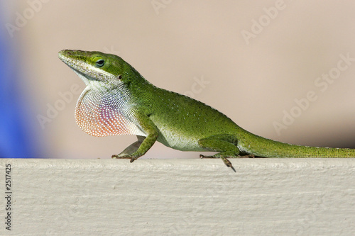 bright green gecko