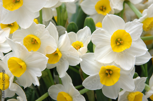 Fotografia, Obraz white daffodils