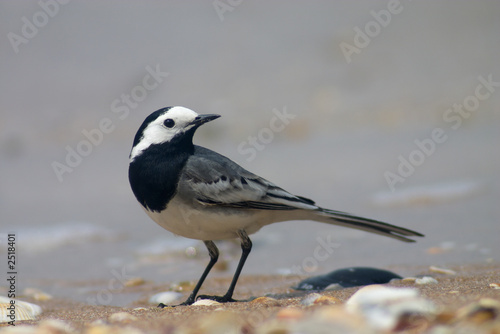 wagtail bird