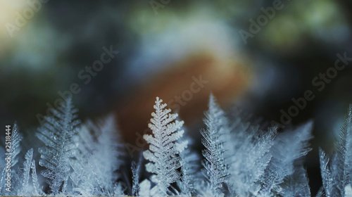 frost