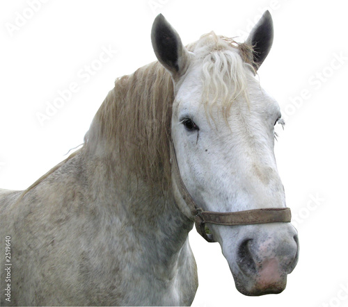 0616- cheval percheron sur fond blanc photo