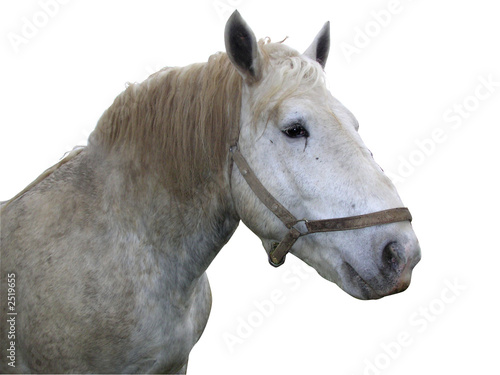 0617- cheval percheron sur fond blanc © Michel Bazin