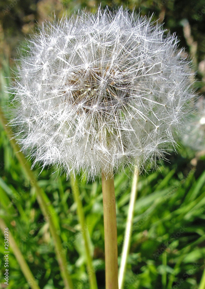 Fototapeta premium fleur de pissenlit blanche