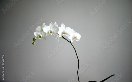 white orchid