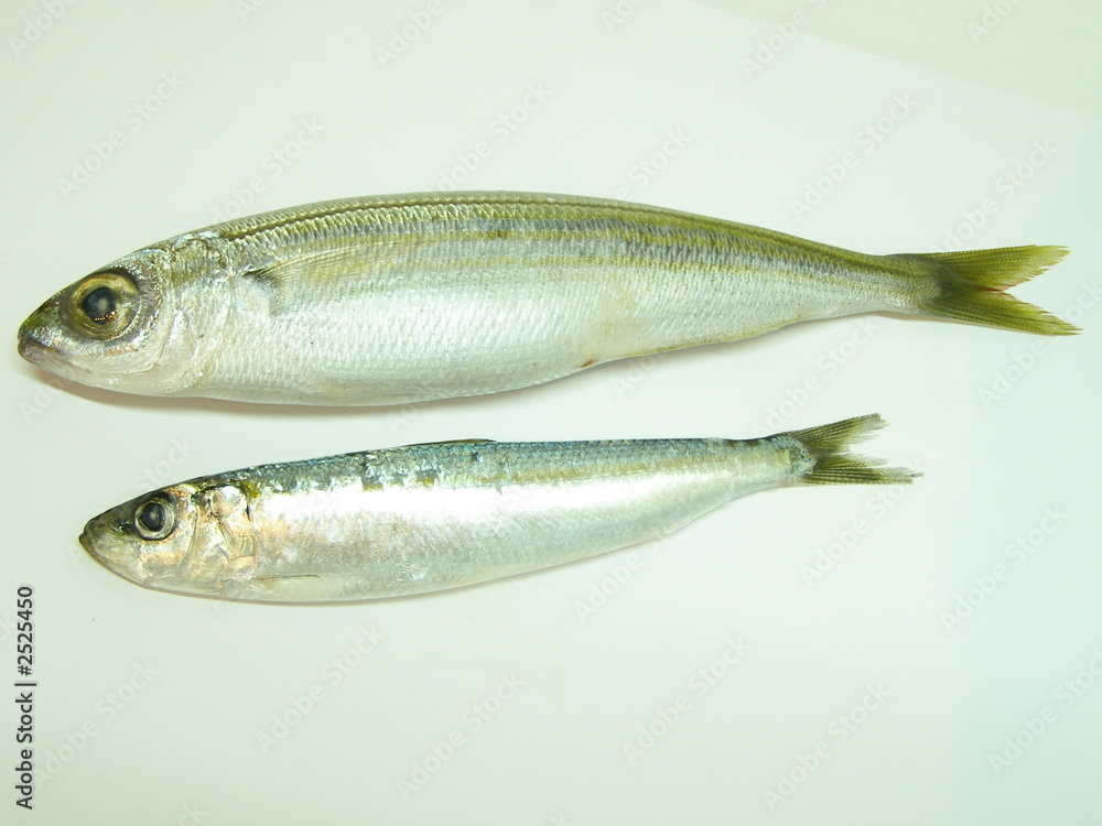 duo de poisson duo de poisson