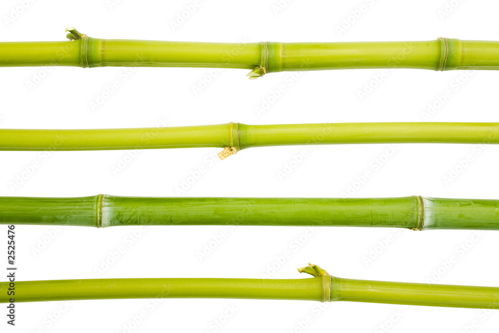 Fototapeta premium bamboo design