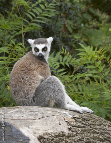 ring-tailed lemur © Oneworld-images