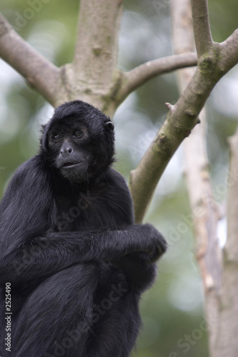 spider monkey