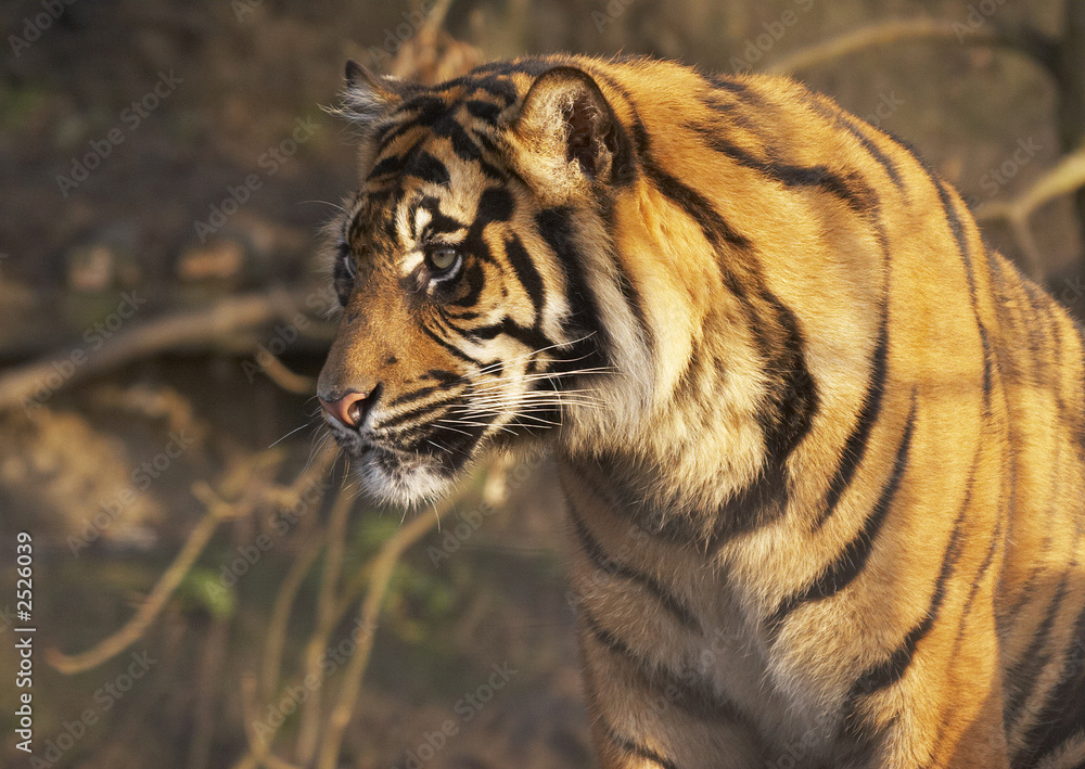 Obraz premium młody tygrys