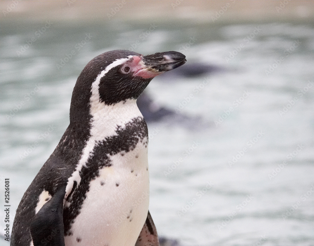 Obraz premium humboldt penguin